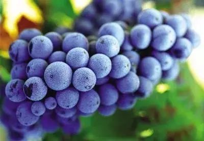 葡萄上的白霜可以食用嗎？食品安全檢測儀幫你鑒定