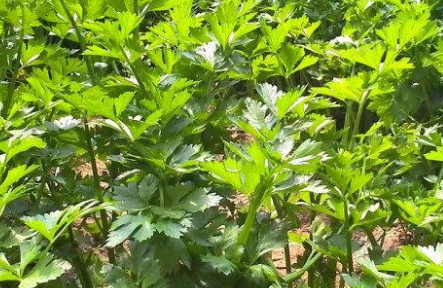 農(nóng)殘快速檢測儀 農(nóng)殘快速檢測儀