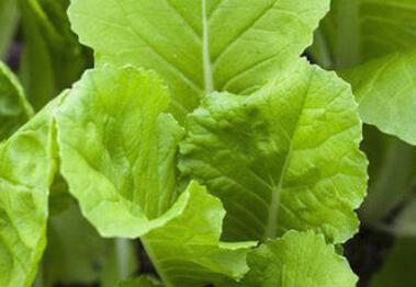 農(nóng)藥殘留檢測(cè)儀