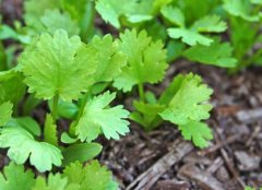 購(gòu)買果蔬農(nóng)殘檢測(cè)儀，為何要選擇山東云唐？