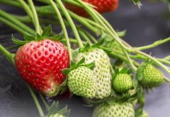 農(nóng)藥殘留含量多少才算農(nóng)藥殘留超標(biāo)？