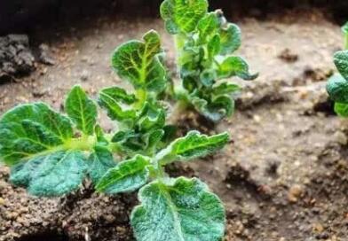 食品安全檢測(cè)儀 食品安全檢測(cè)儀