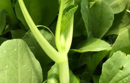 果蔬農(nóng)殘測定儀 果蔬農(nóng)殘測定儀